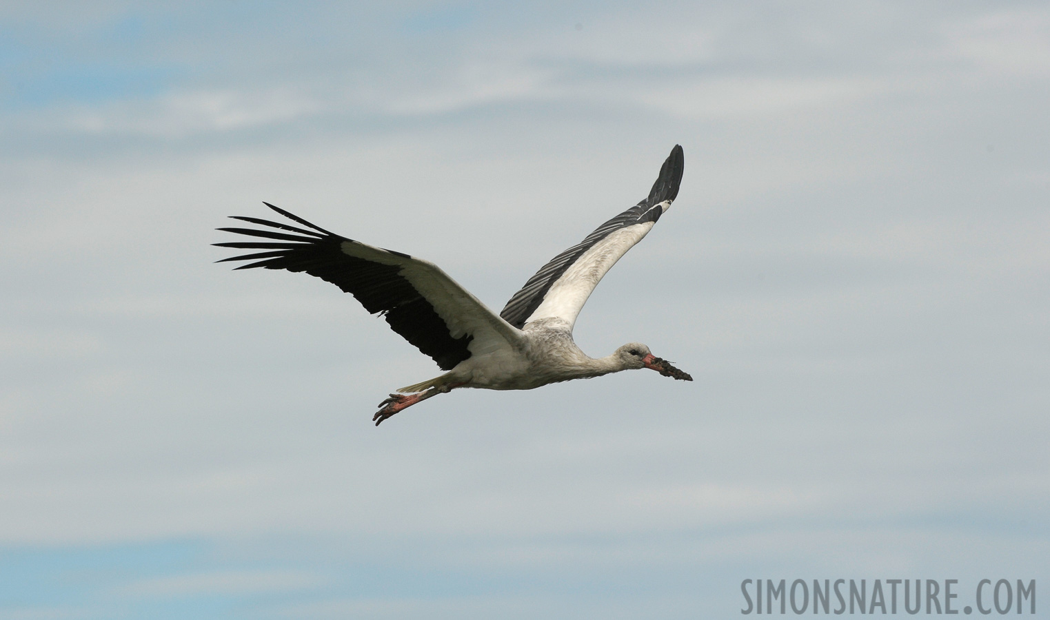 Ciconia ciconia ciconia [400 mm, 1/1600 sec at f / 10, ISO 640]